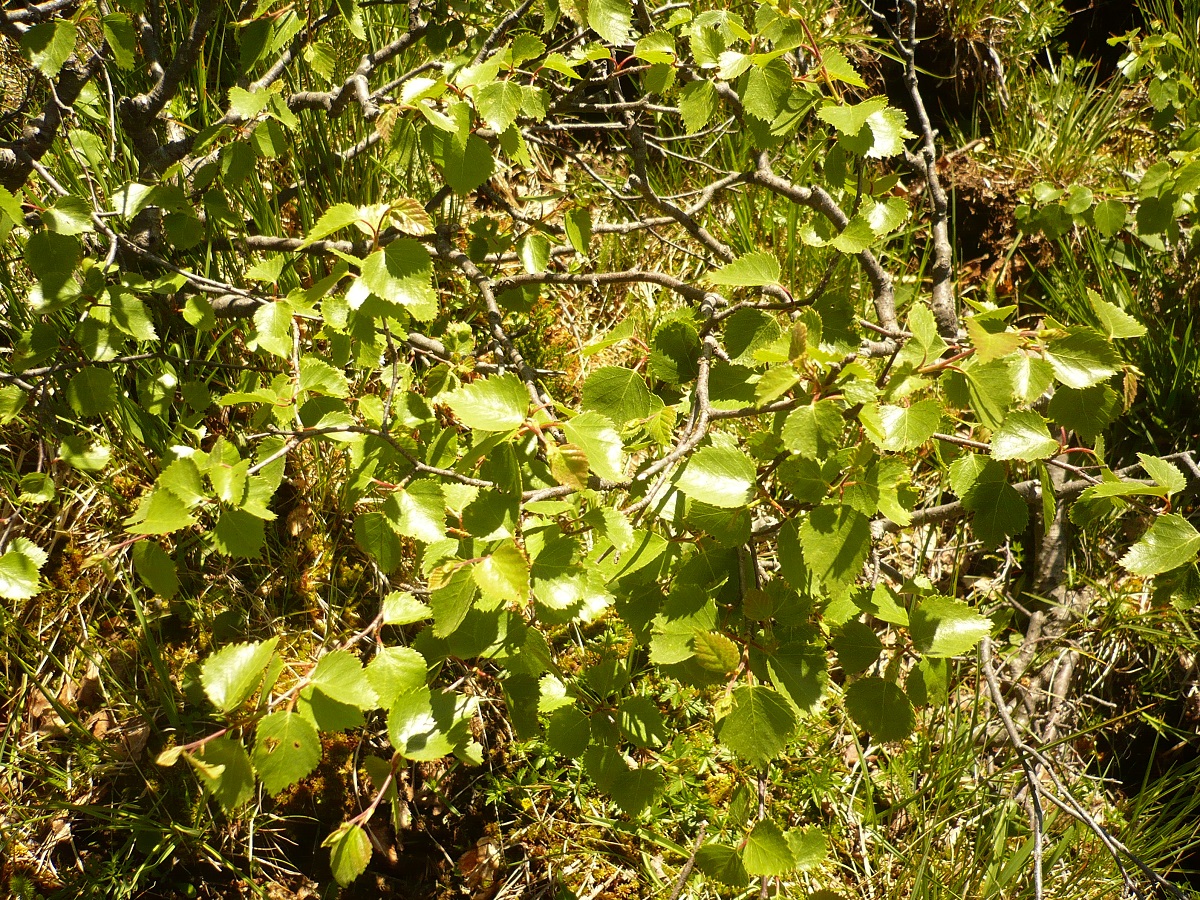 Betula pubescens (Betulaceae)